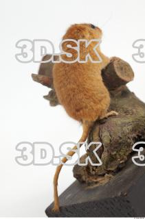 Hazel Dormouse - Muscardinus avellanarius 0020